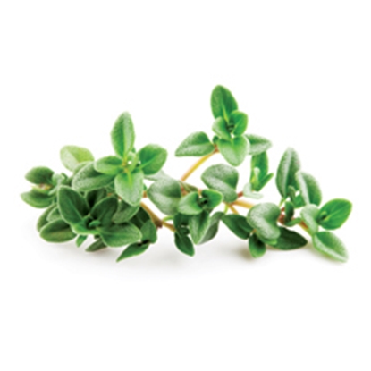 Picture of LAMB BRAND THYME 25GR